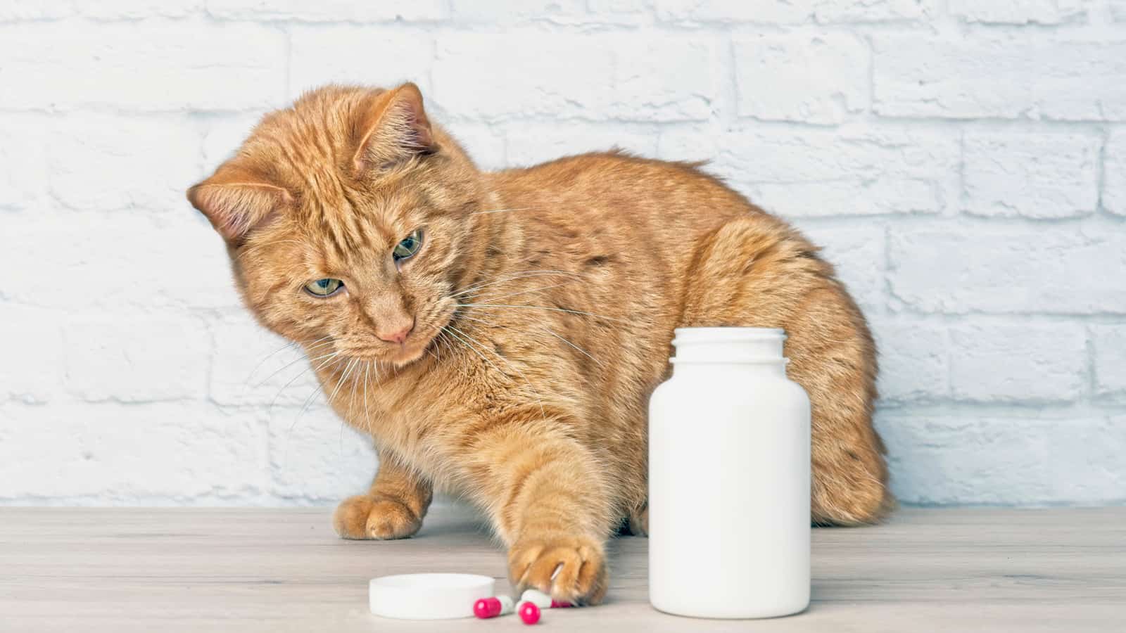 Red cat stealing household medicine capsules beside a open pill bottle.
