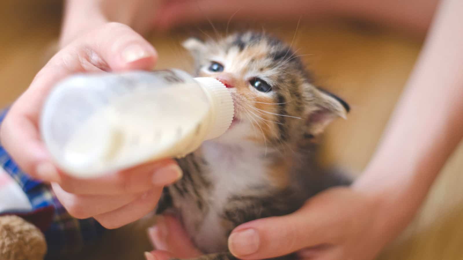Rescued tiny baby cat hand fed with milk from a nursing bottle