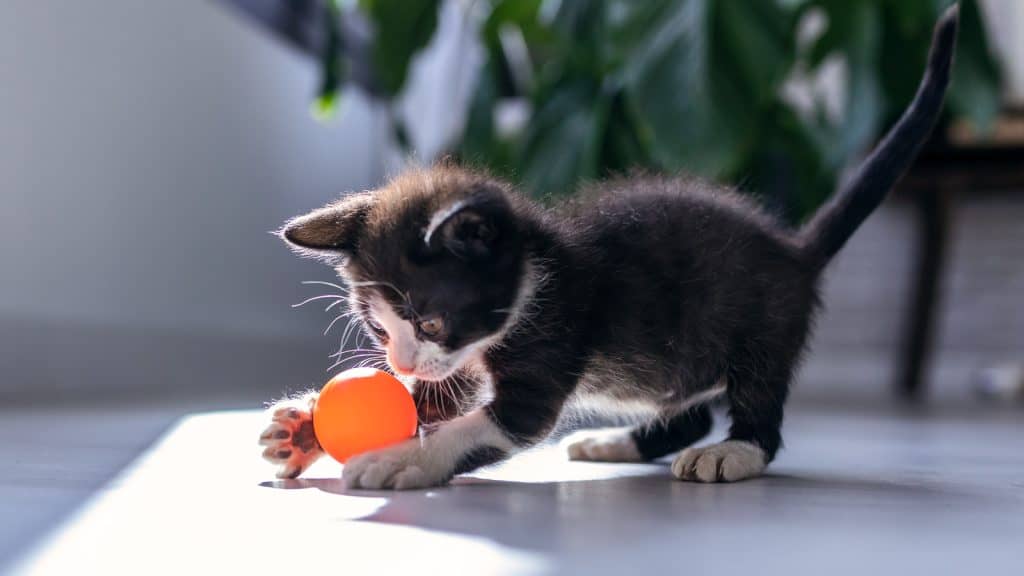 Shot of little black kitten playing and enjoys with orange ball at living room of house.
