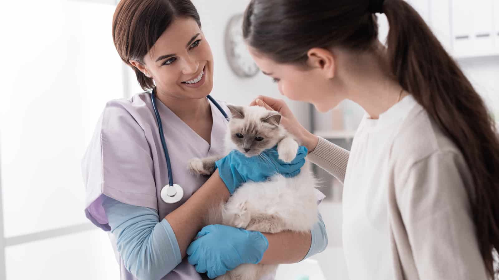 Smiling professional veterinarian holding a beautiful cat after examination