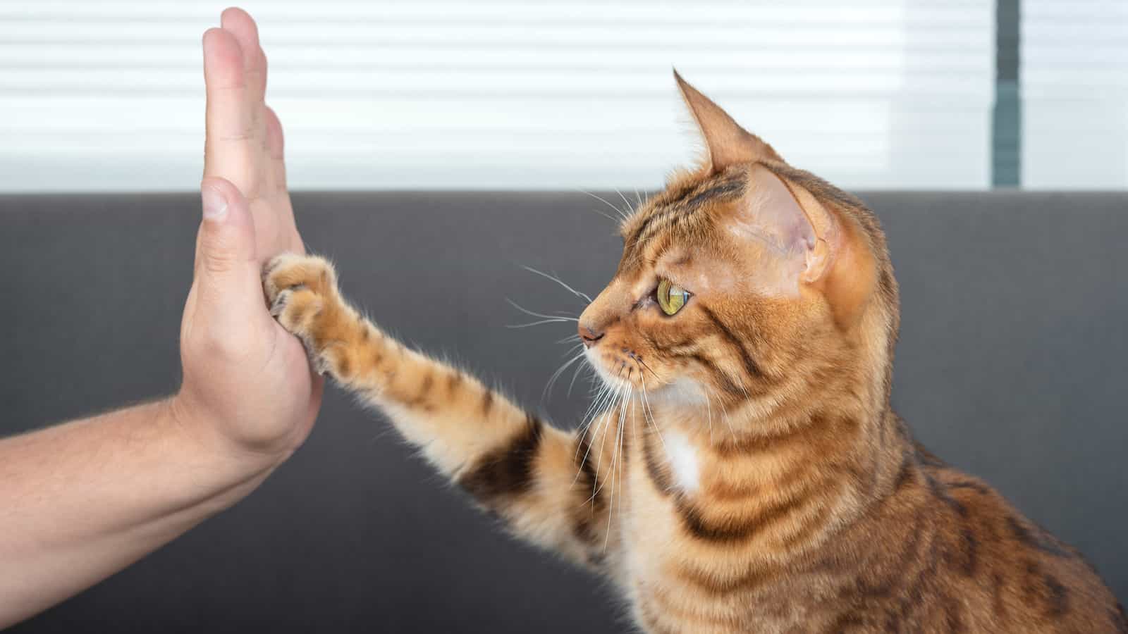 The cute Bengal cat gives a high-five paw to the owner with love