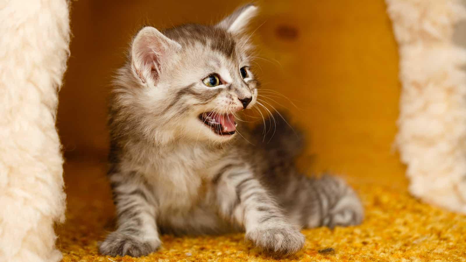 The cute little kitten is angry and hissing. Pets. Hypoallergenic breed of cats