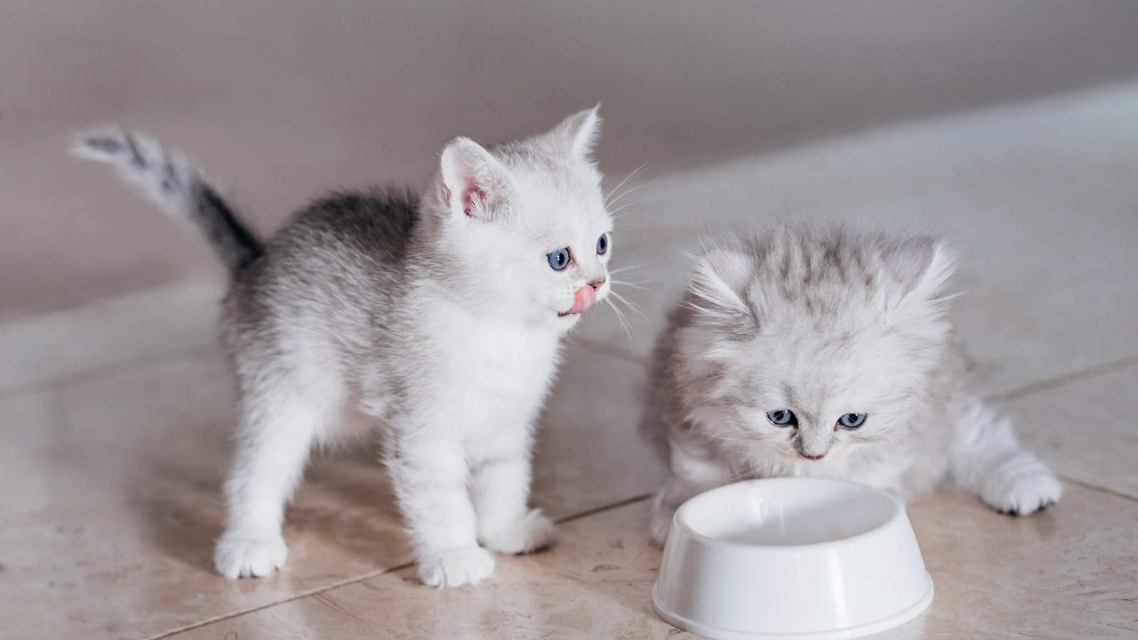 Two adorable kittens eating from same bowl