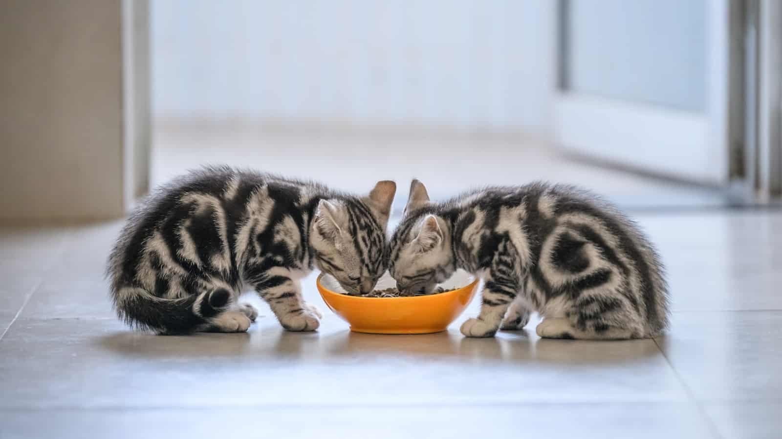 Two hungry American cat kittens eating
