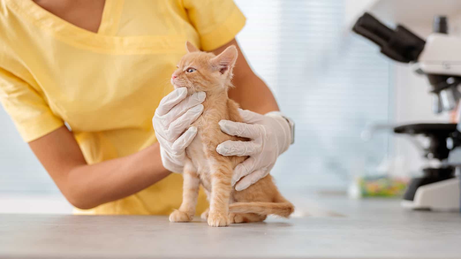 Vet nurse taking care of little kitten in animal clinic
