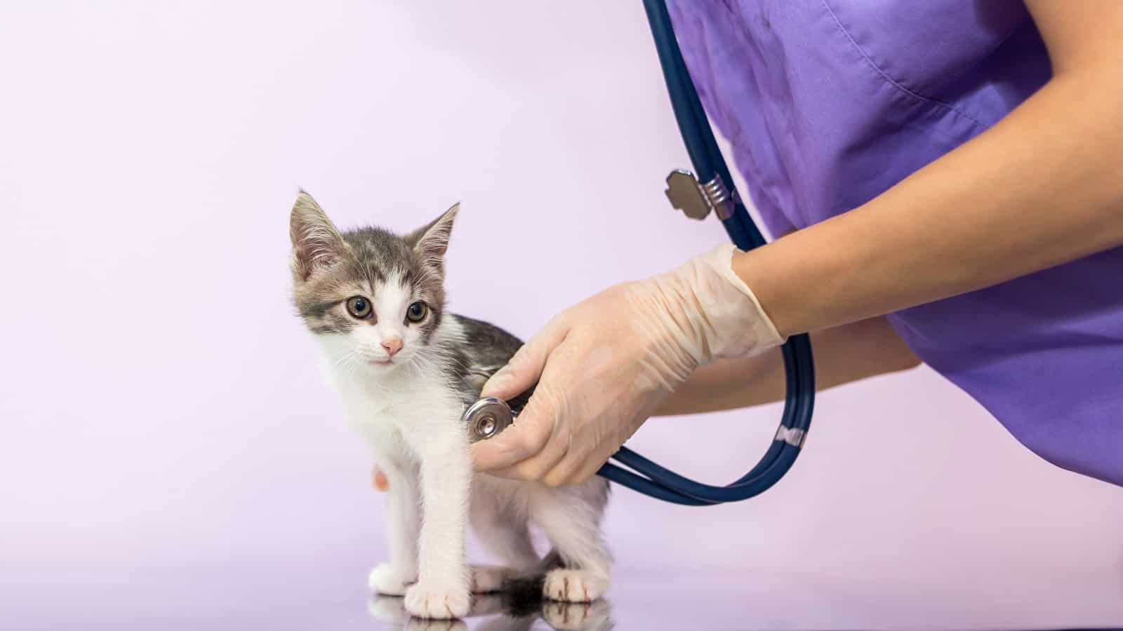 Veterinary examination of cat with stethoscope in clinic
