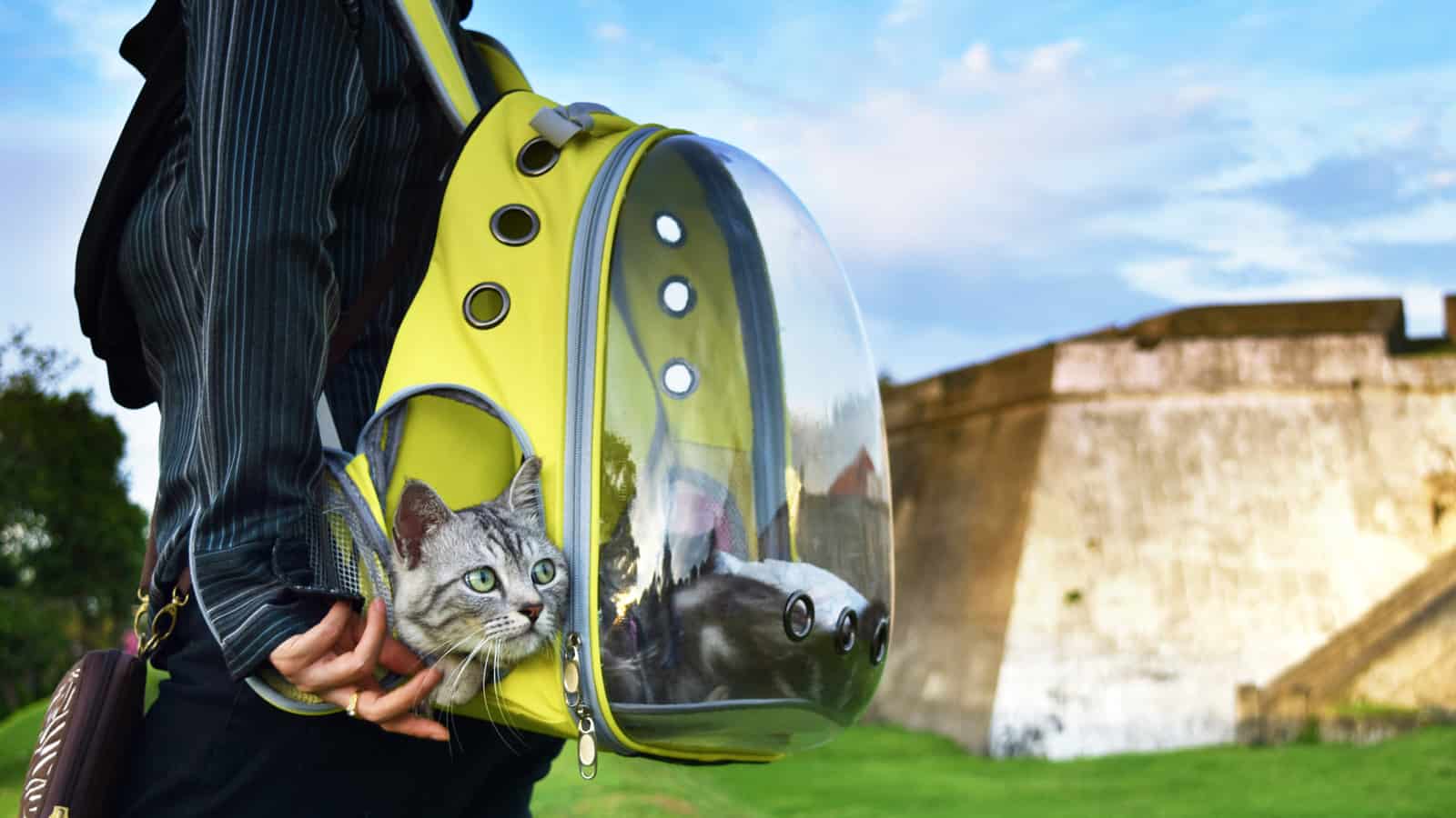 Young woman and a cat traveling with transparent backpack carrier in the park