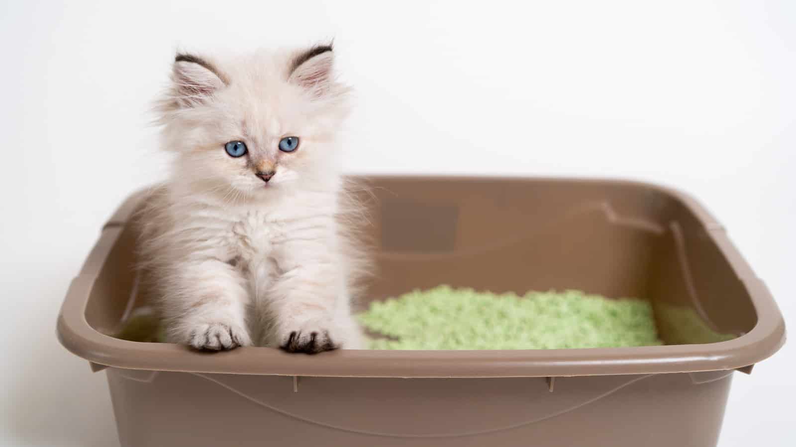 a beautiful white kitten of the British breed is sitting in the cat's toilet, teaching the kitten to the toilet.