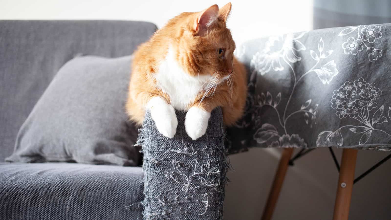 an adult red cat sits on the handle of a gray matting sofa, spoiled by claws