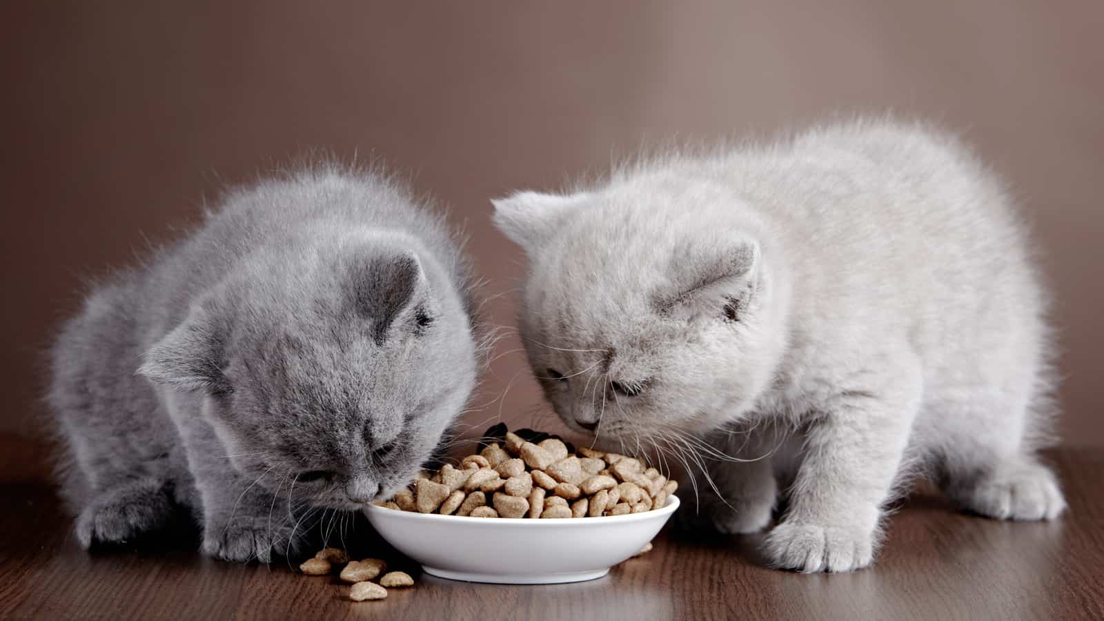 bowl with cat food and two kittens, overfeeding