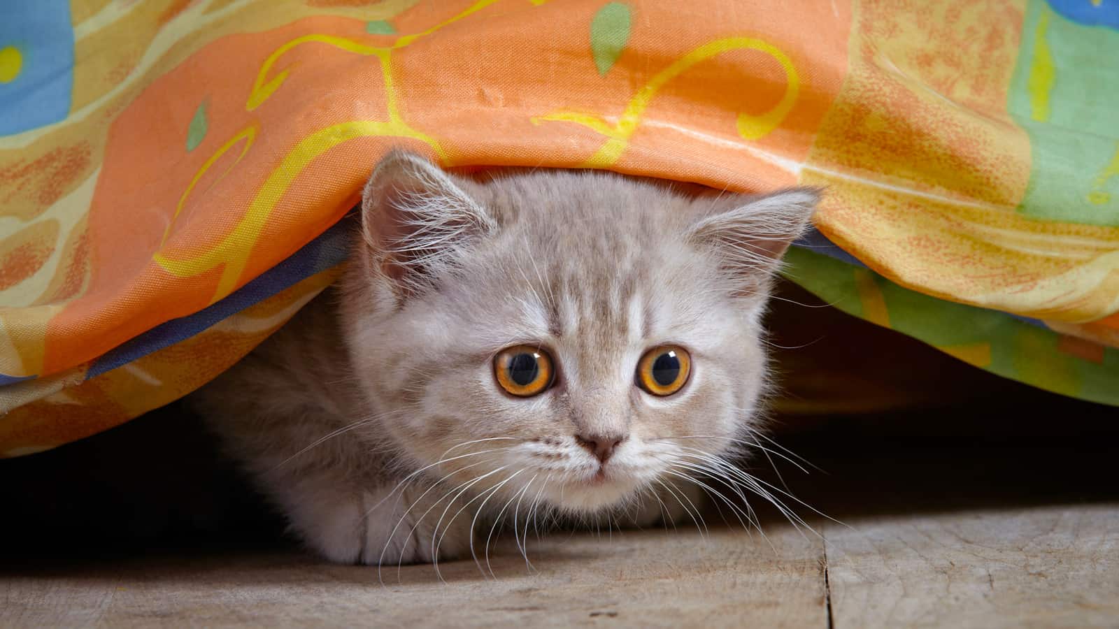 kitten under bed
