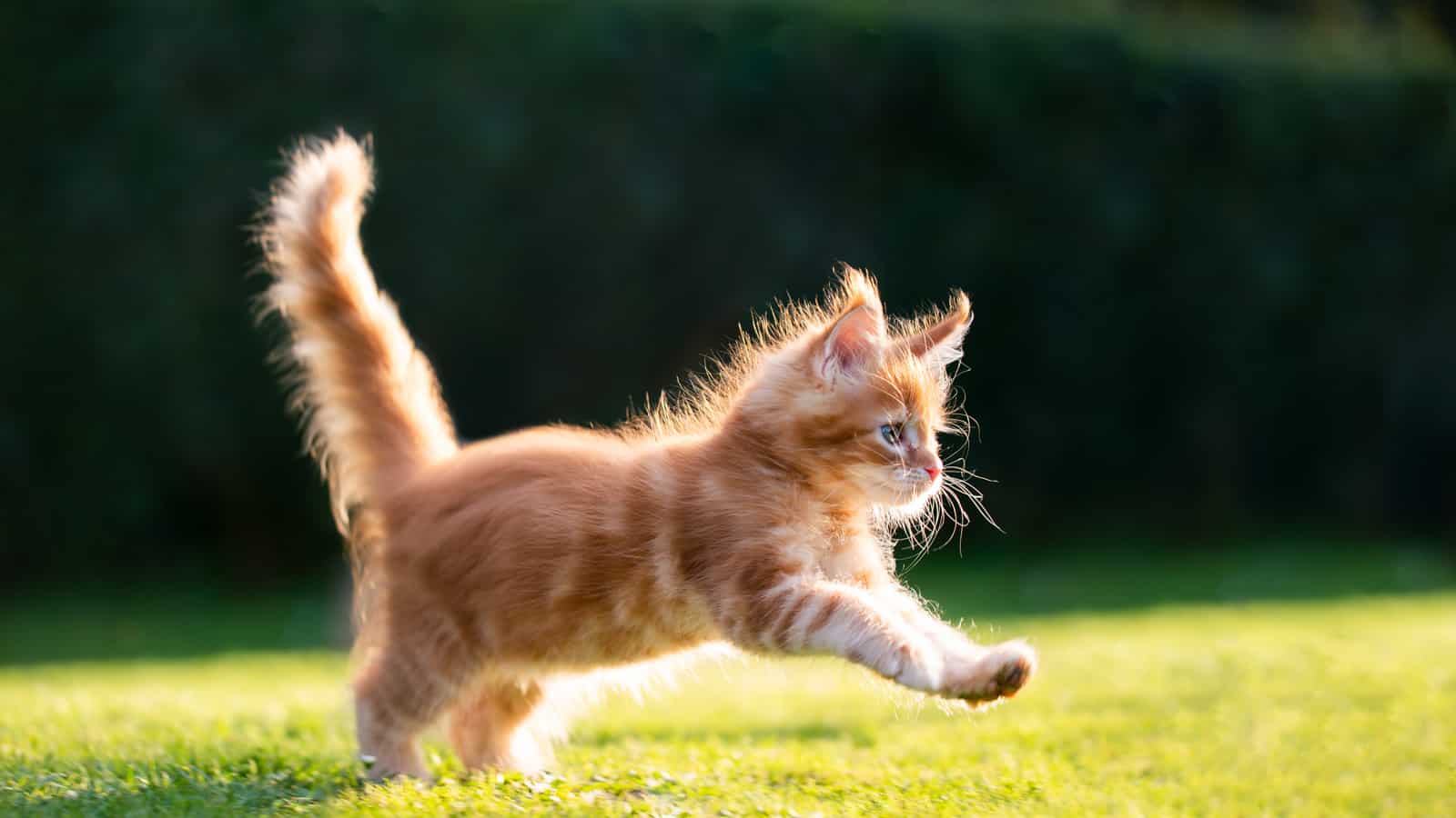 playful red ginger tabby maine coon kitten running on grass outdoors in sunlight
