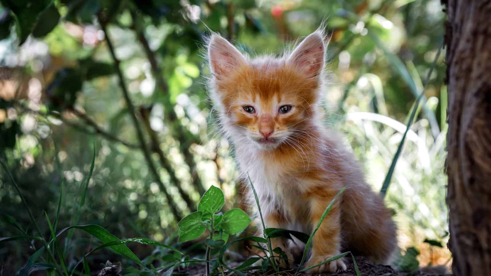red kitten on the background of green grass just saw the light very small
