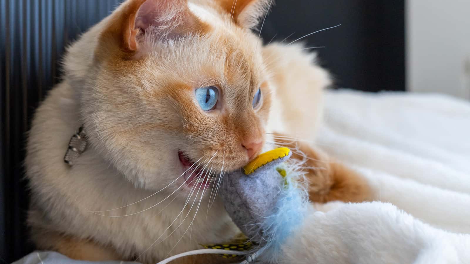 A Thai (Siamese) domestic cat with red ears and a nose lies on a bed near a warm radiator and holds a soft toy mouse in its teeth (in its mouth)