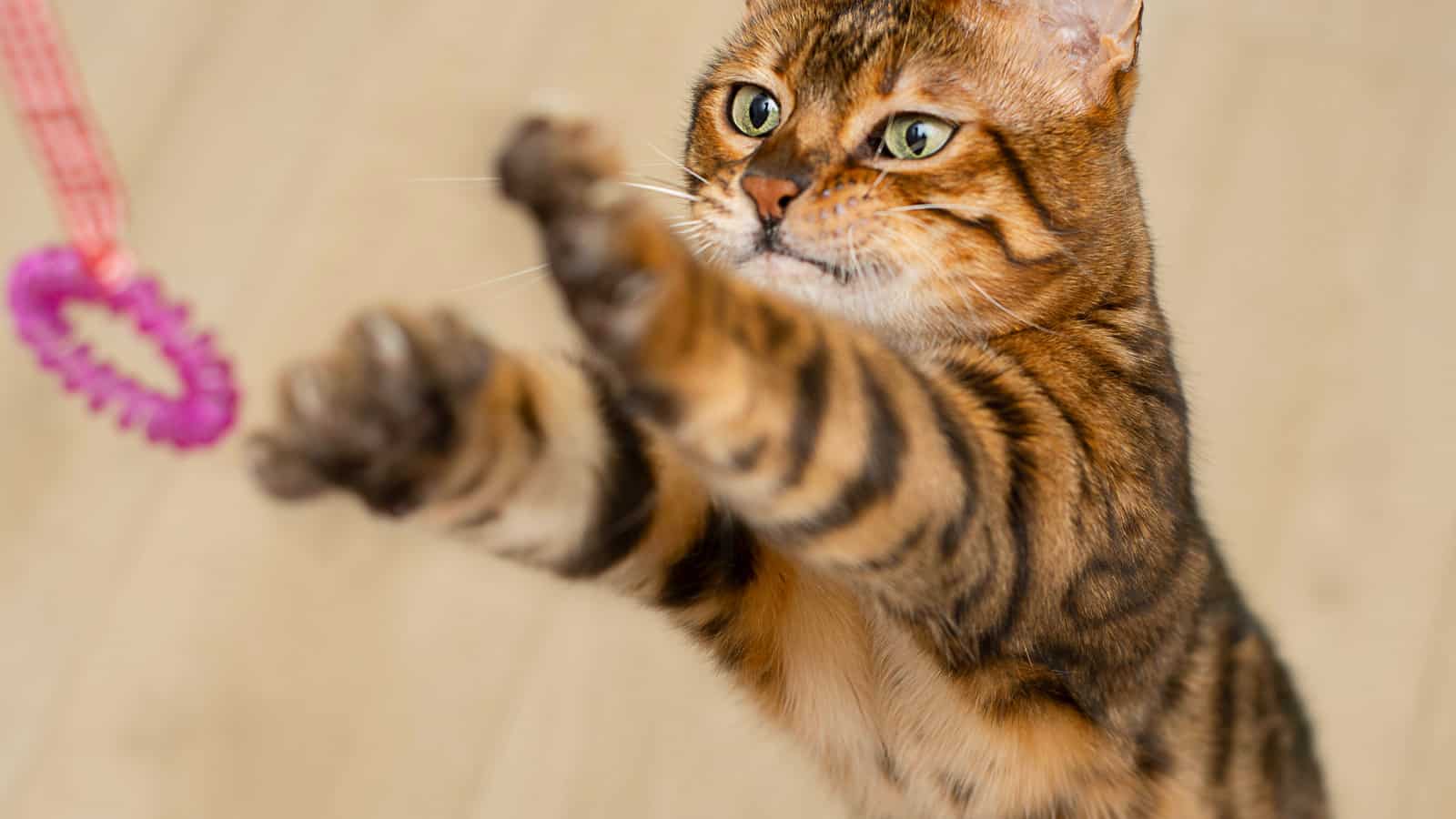 Animal. Beautiful home active well-groomed red bengal cat jumps and plays with a rope and an elastic band. Close-up