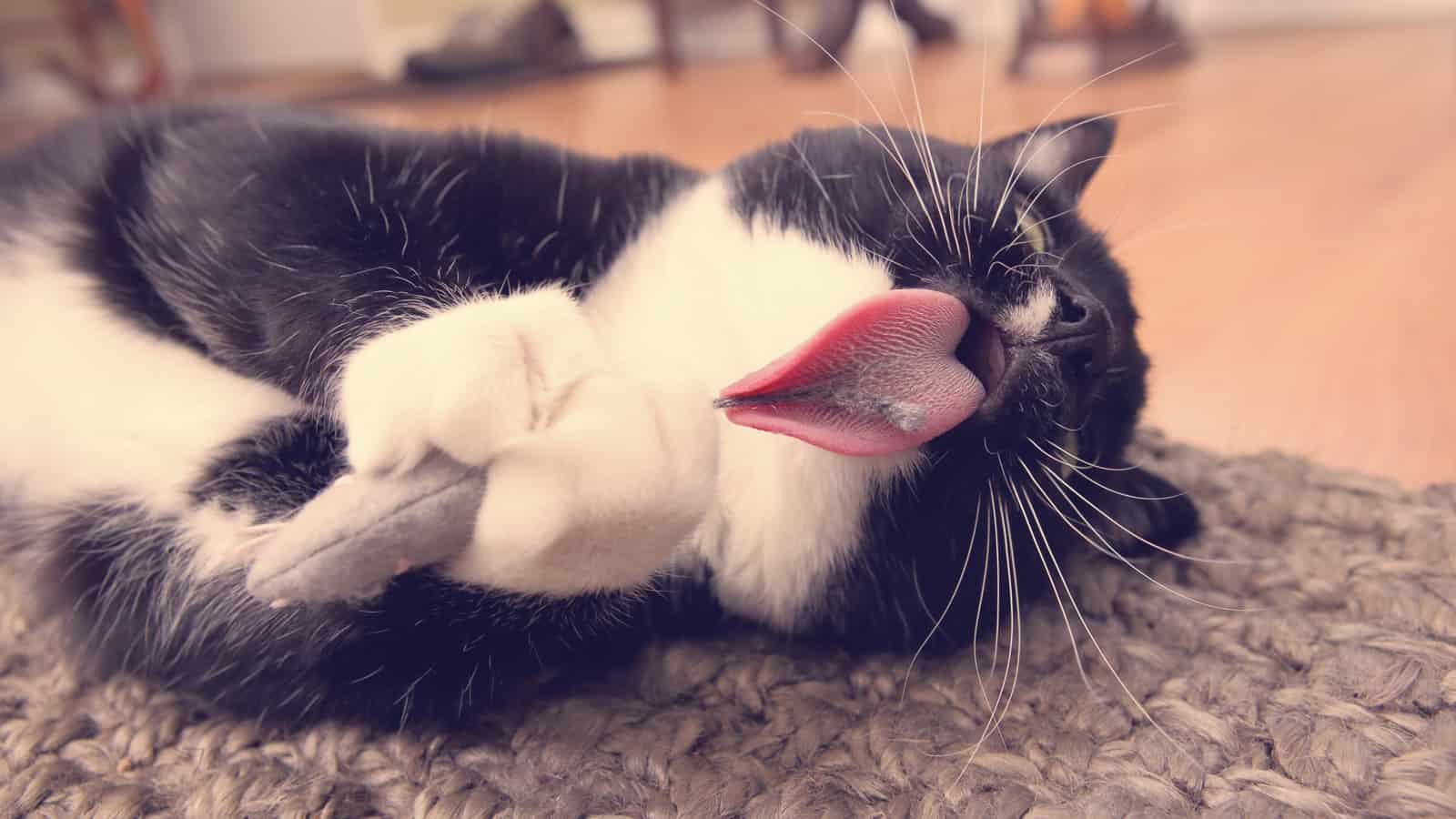 Cat with a catnip mouse

