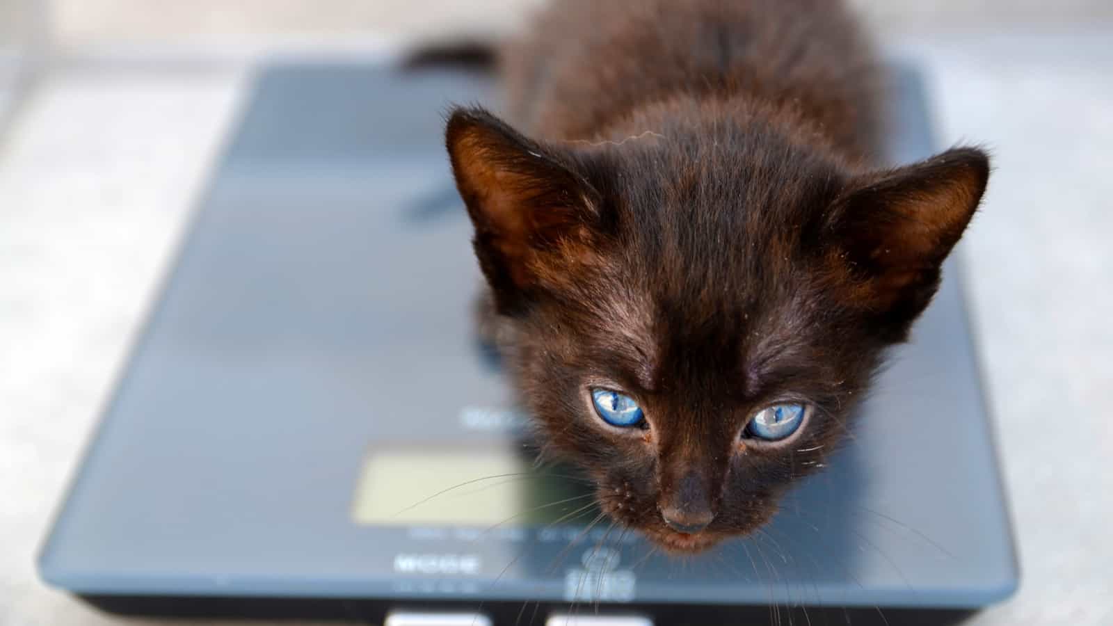 Cute fluffy black kitten is weighed on scale.Vet medicine for animals, pets health care concept.Selective focus.