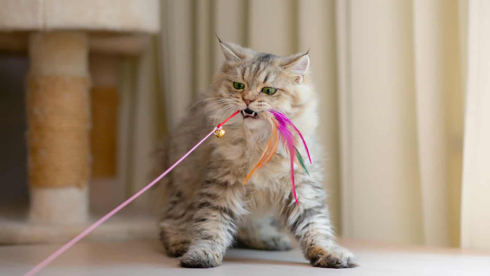 Cute persian cat playing toy