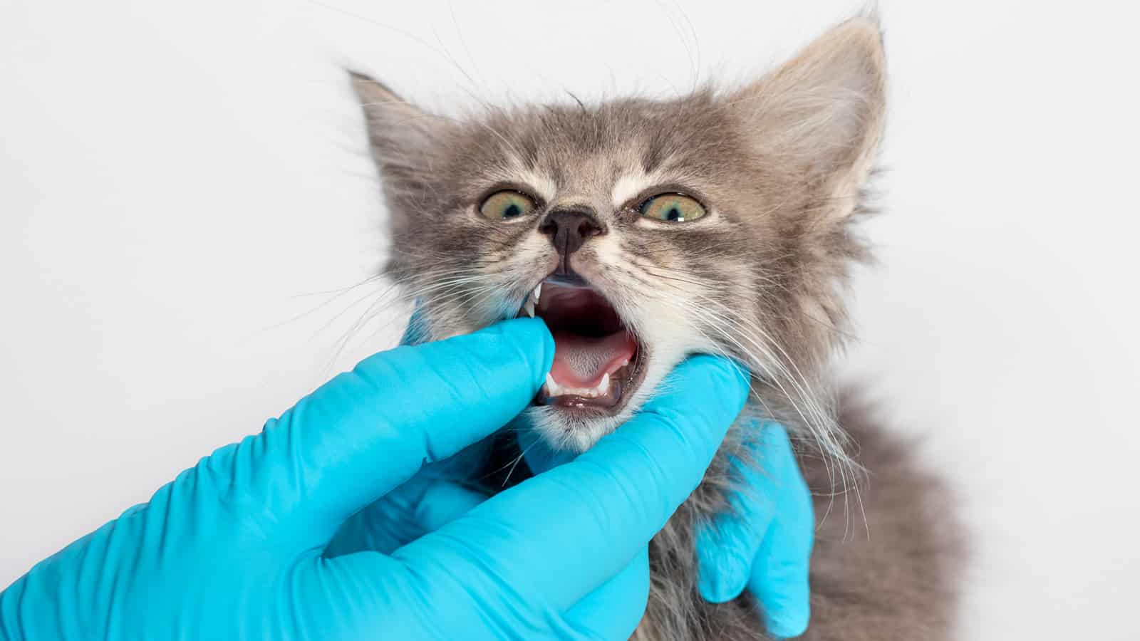 Examination of milk teeth tongue in a 1 or 2 month old kitten. Dentistry for cats, place for text.