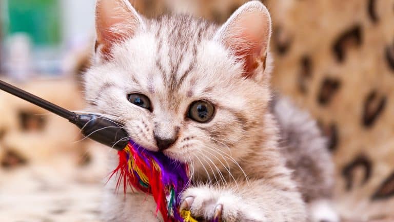 Kitten playing with feather wand - small British kitten gray white color chews cat toy looking at the camera close-up 1600x900
