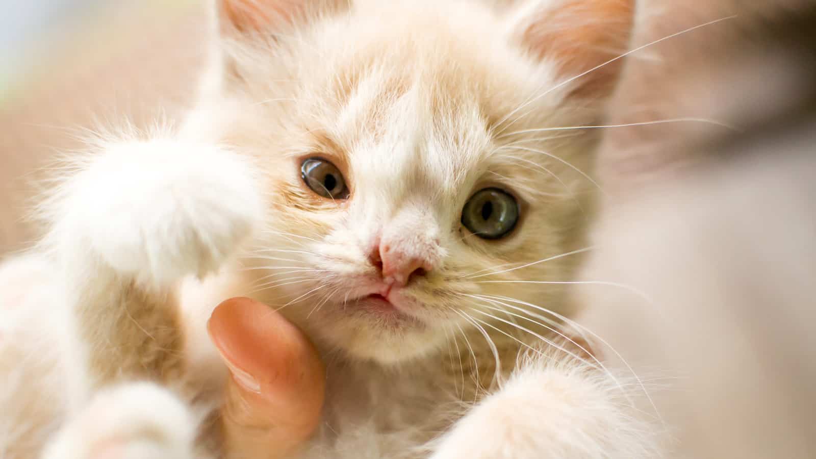 Kitten with a birth defect Cleft lip