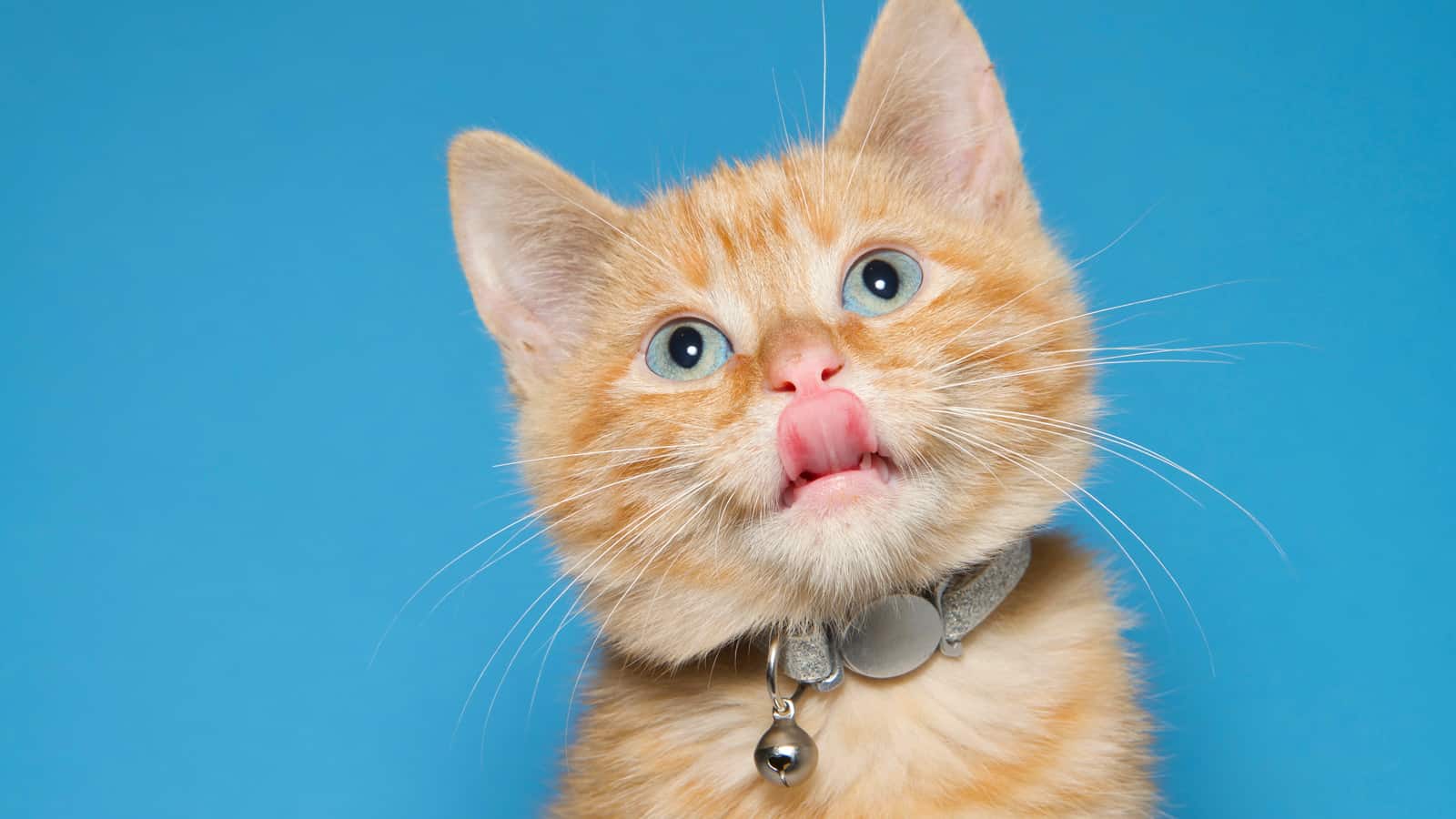Portrait of an adorable fluffy orange ginger tabby kitten wearing a shiny collar with bell. Looking up with tongue sticking out. 