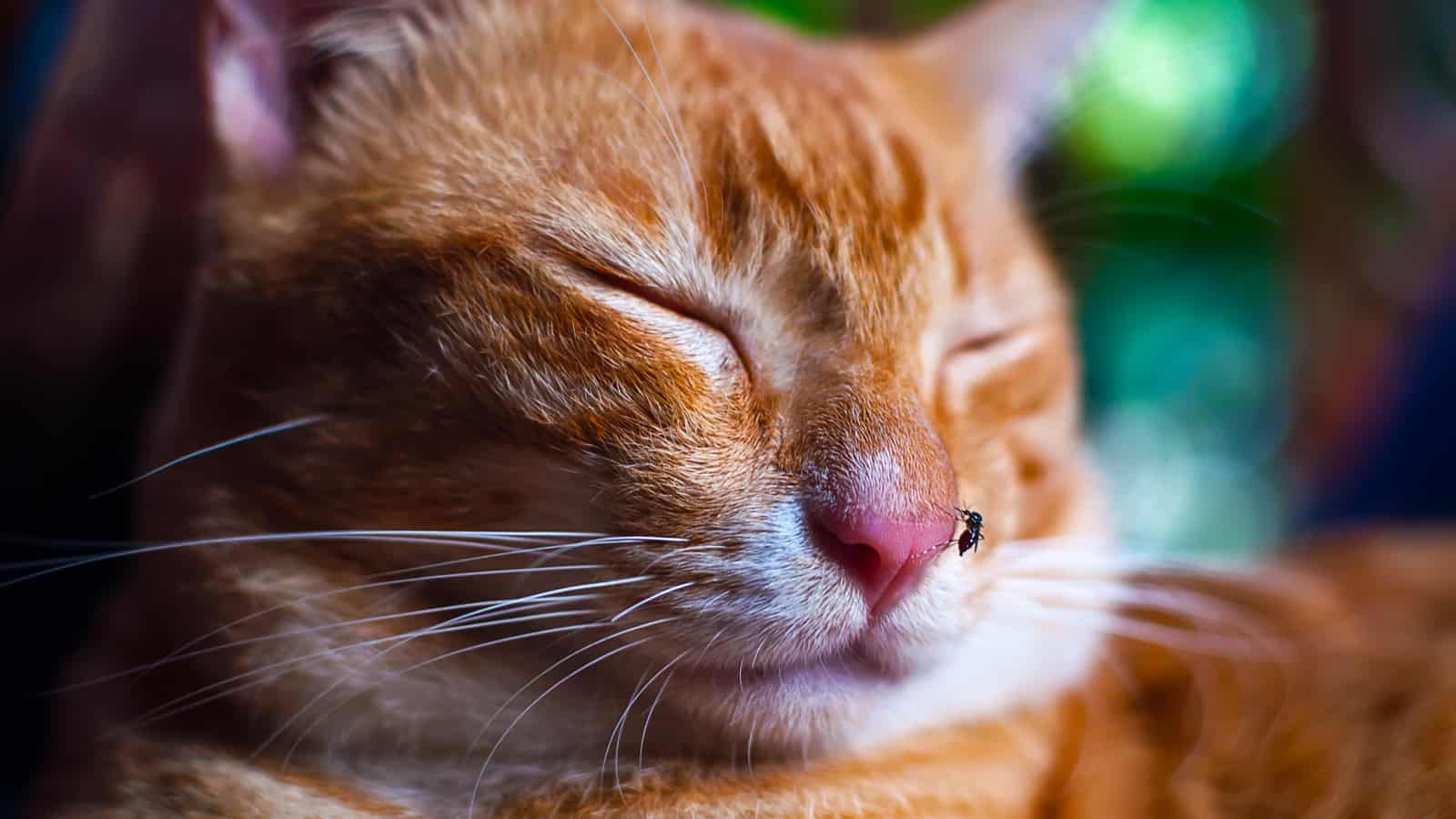 Red Zen cat sleeping with mosquito on his nose