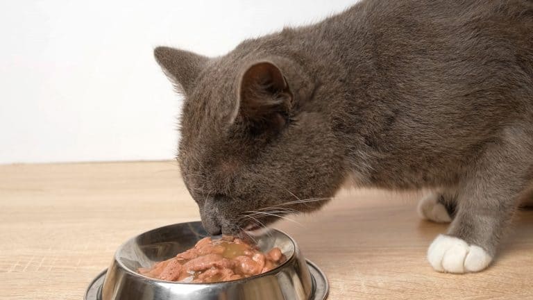 Tabby Gray Kitten Eats Special Food from Silver Steel Bowl against White Wall1600x900