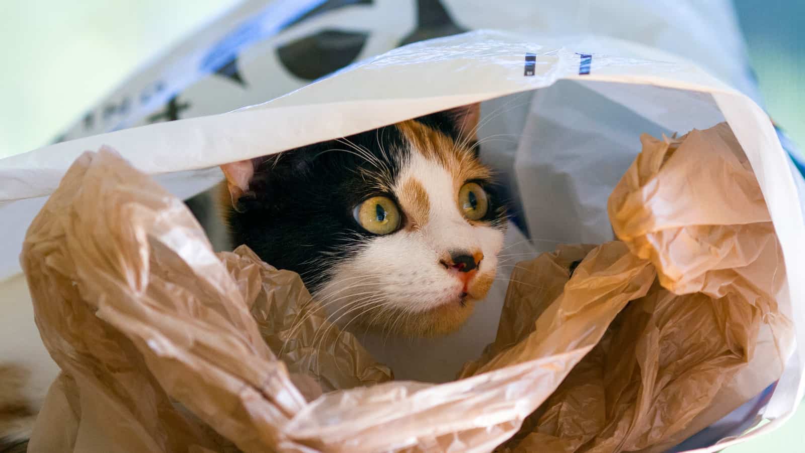 calico cat in a plastic shopping bag