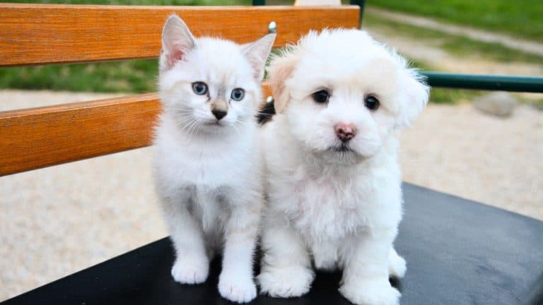 kitten and puppy
