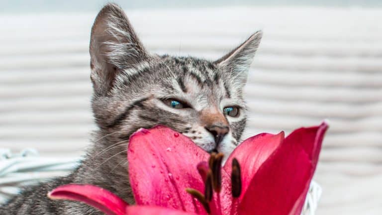 portrait of a cat and a flower close-up on a white background1600x900