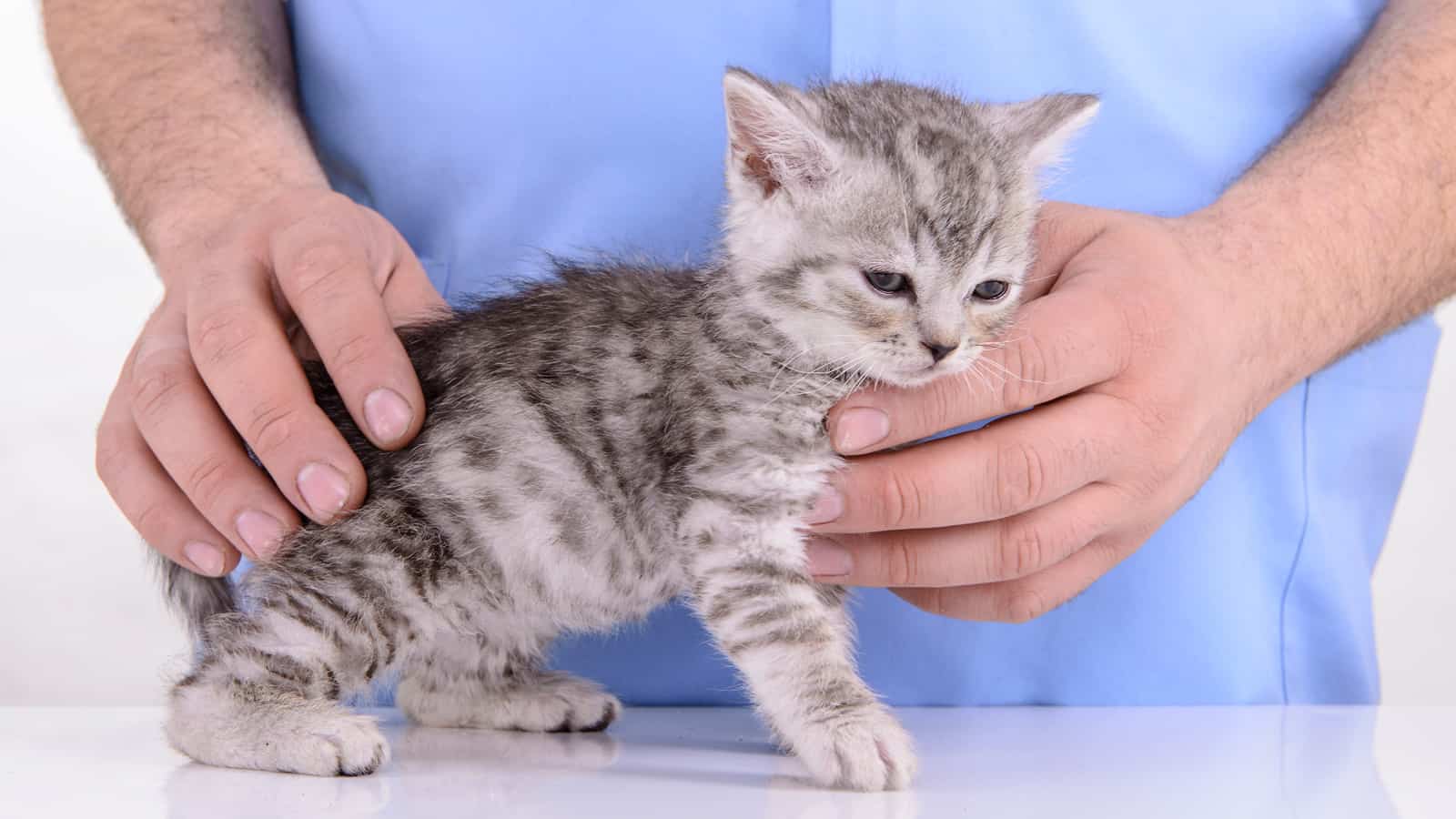 veterinarian makes inspection kitten in clinic